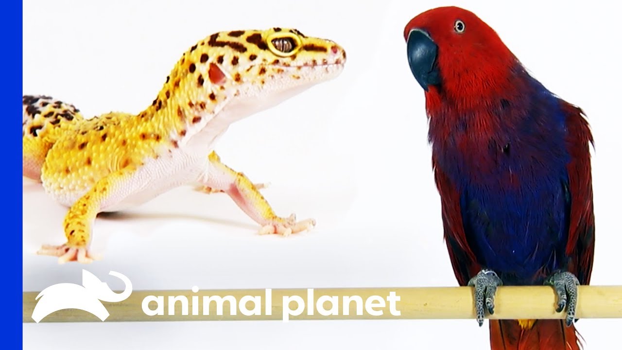 Would You Rather Own A Gecko Or A Parrot? | Pets 101