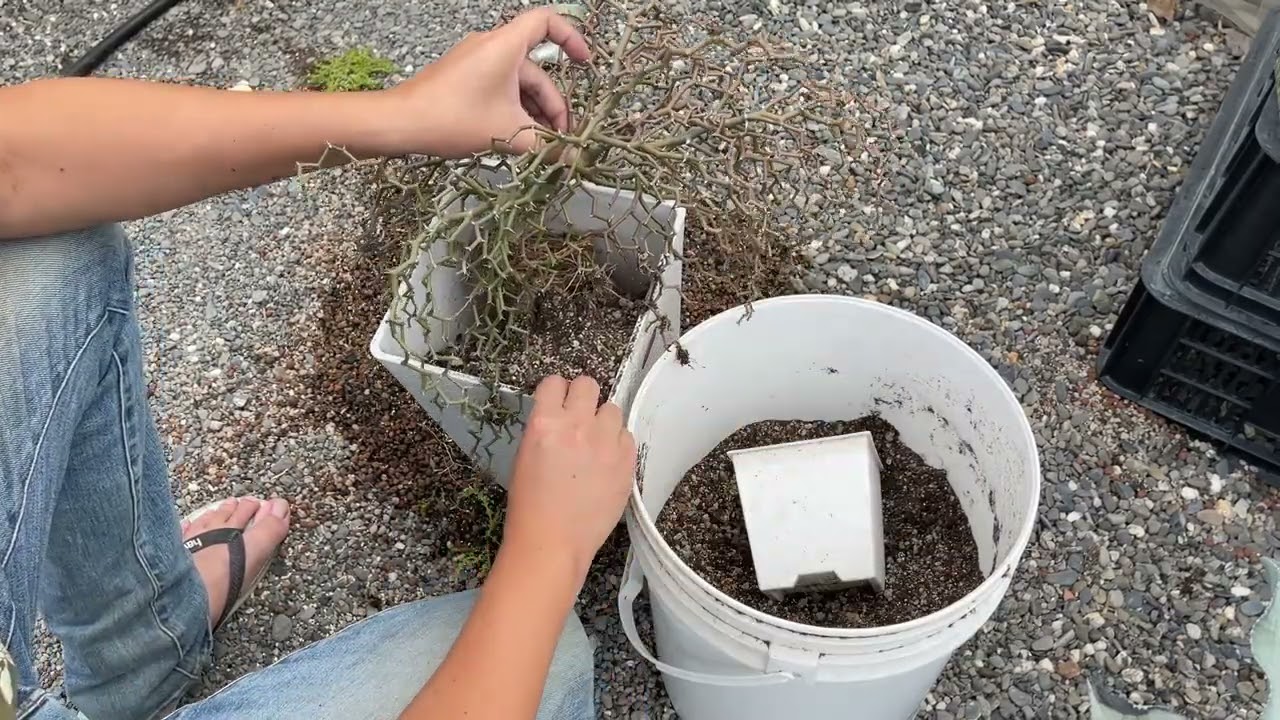 【 MC多肉園 】彎彎曲曲換盆清根換起來  莫忘初衷 必修課多肉植物 MC Succulent plant Vlog