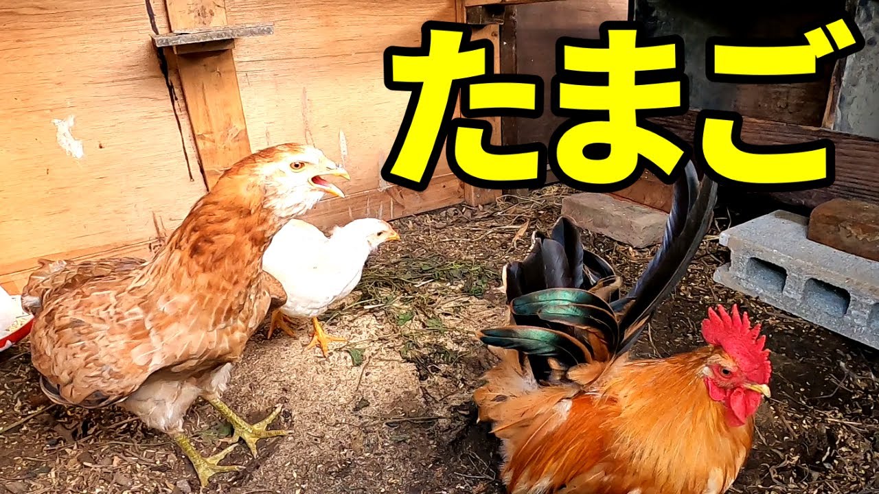 メス鶏が卵を産むまでとことん付き合います【鶏飼育】51話目