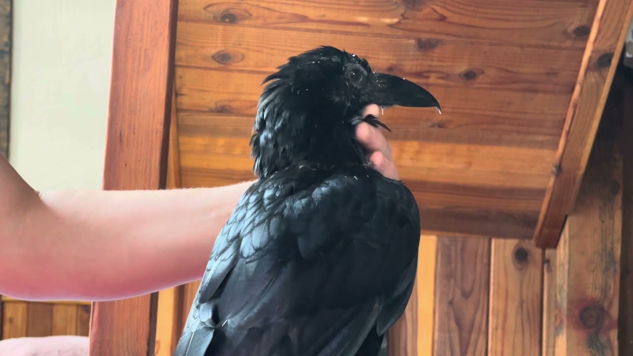 Romeo The Raven Hybrid Getting His Pinfeathers Preened #birds #raven #summer #animals #fun #pets