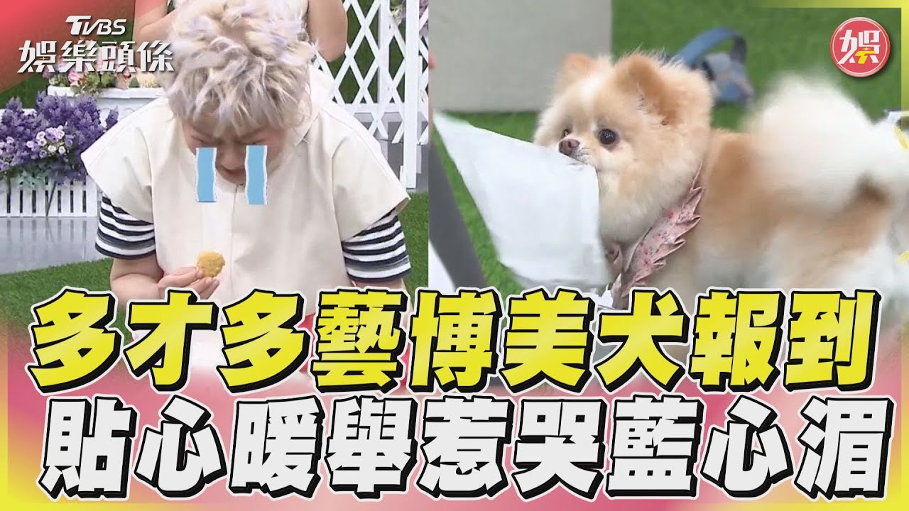 博美犬竟會多達20種才藝!貼心幫抽衛生紙惹哭藍心湄｜TVBS新聞@TVBSNEWS01