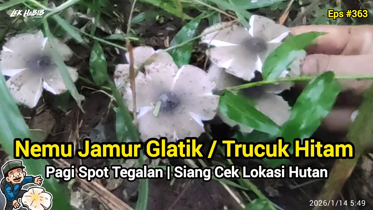 Dilalah Nemu Jamur Glatik Jamur Barat Trucuk Menghilang | Eps #363