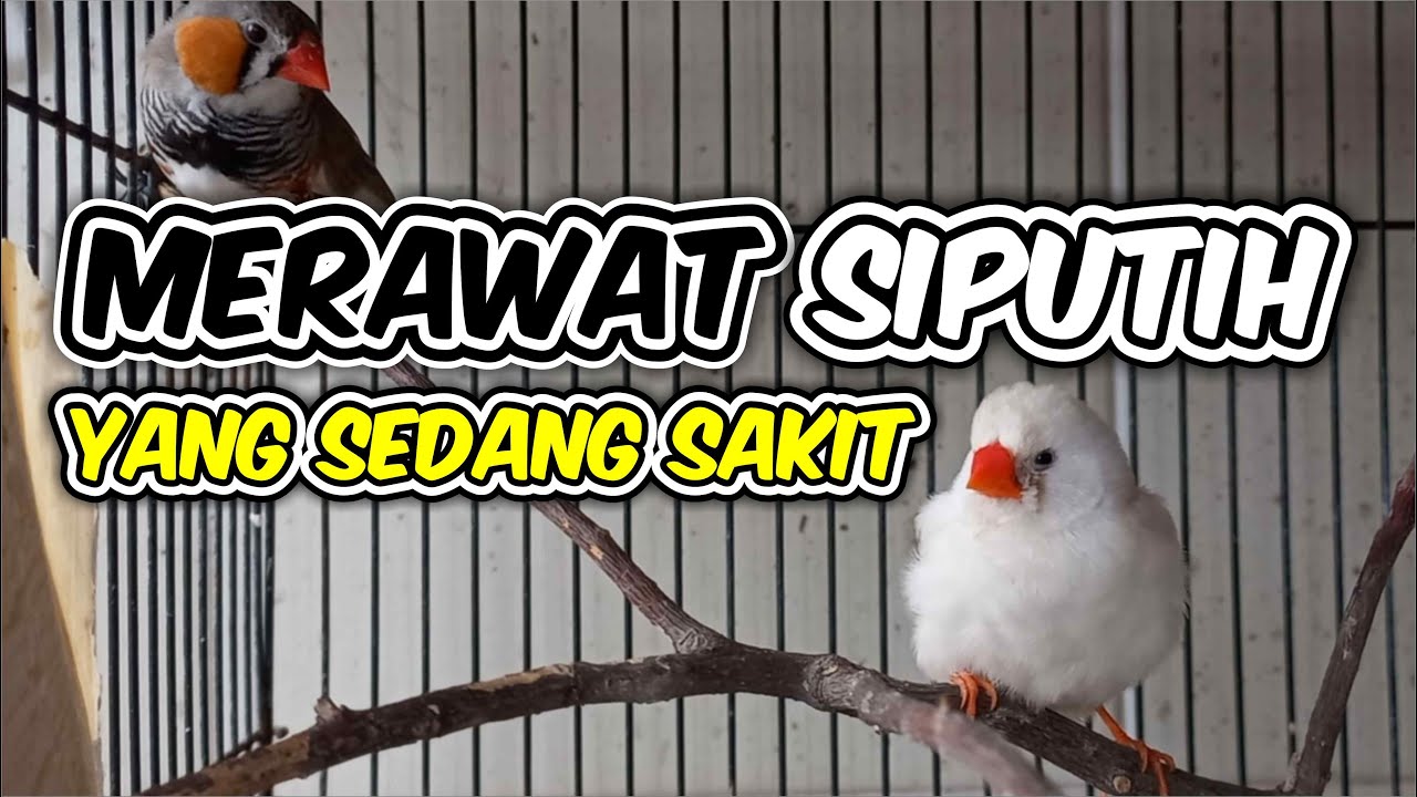 MERAWAT ZEBRA FINCH YANG SEDANG SAKIT