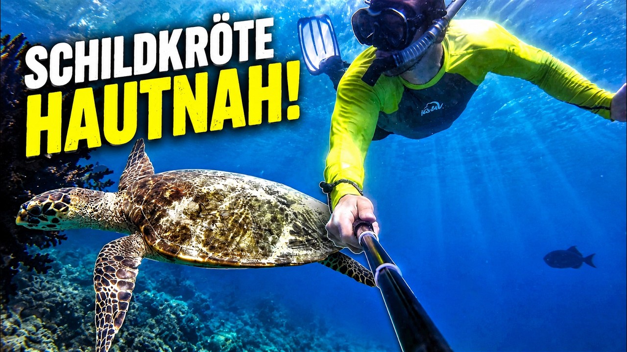 Snorkeling with Sea Turtles (Embudu Village Maldives)