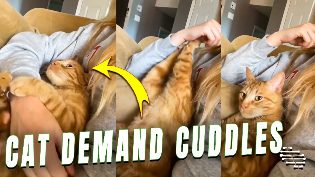 Cat Grabs Owner Arm to Demand Cuddles