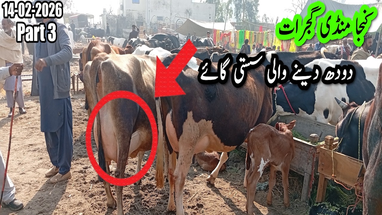 گجرات منڈی سستی ترین منڈی || گائے کا ریٹ سُن کر آپ خیران ہو جائے گے