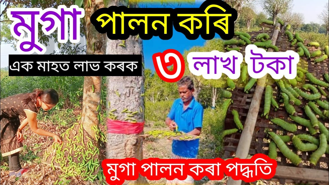 মুগা পলু পালন//Muga silkworm rearing in Assam//১ মাহত ৩ লাখ টকা লাভ কৰক//Vlog/@rajumonivlogs9766