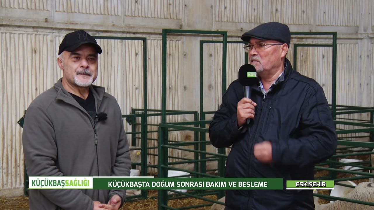 EROL ARSLANLA KÜÇÜKBAŞ SAĞLIĞI | KÜÇÜKBAŞTA DOĞUM SONRASI BAKIM VE BESLEME