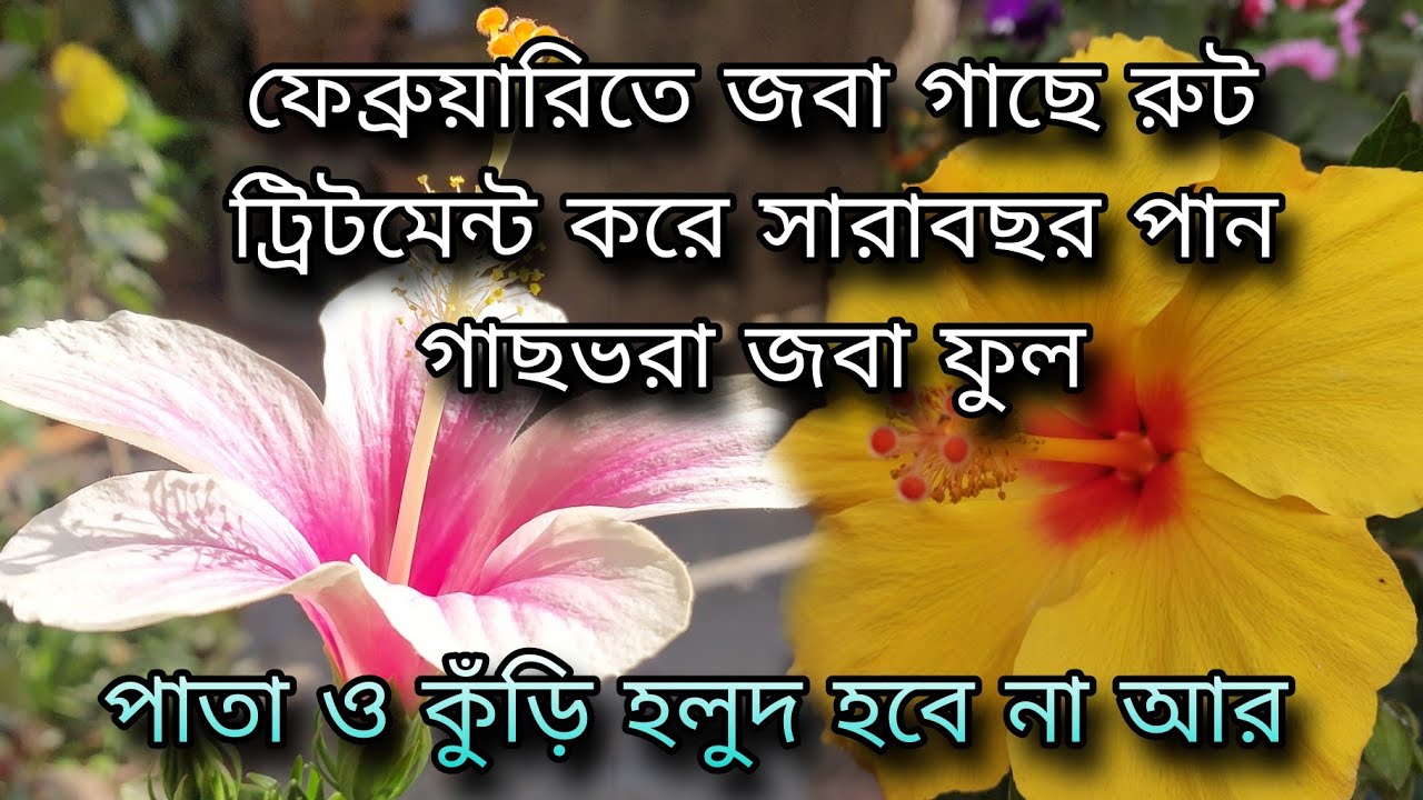 ফেব্রুয়ারিতে জবা গাছে রুট ট্রিটমেন্ট করে সারাবছর পান গাছভরা জবা ফুল / পাতা ও কুঁড়ি হলুদ হবে না আর