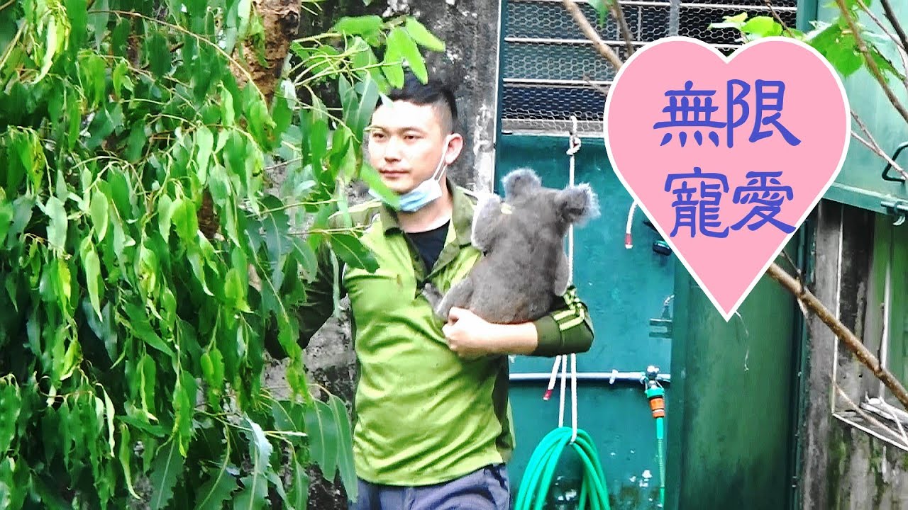 奶爸溫柔抱起等在門口的BESS放回棲架時BESS不肯下來還跳回奶爸身上20221103