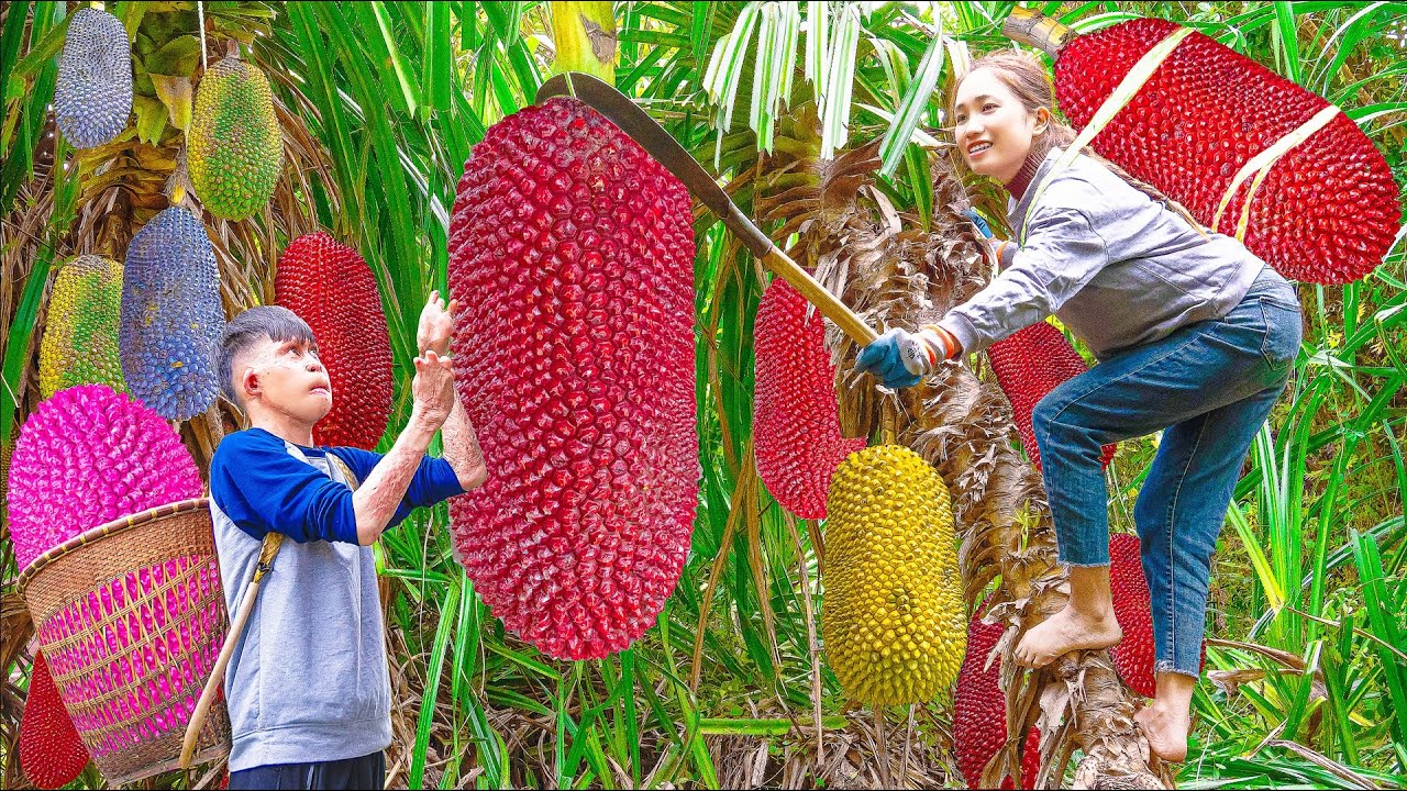 Harvest Giant Red Pineapple - Make Meat Rolls in Leaves Goes to the market sell - Lý Thị Hoa