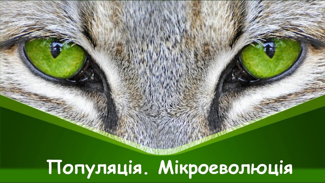 Популяція, її характеристики