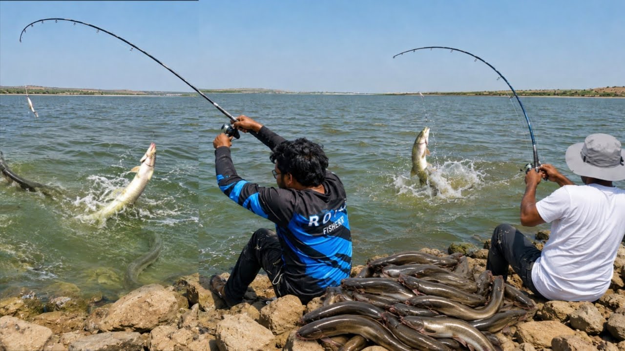 😱 MONSTER BAAM CAUGHT! | Biggest Baam Fish of the Season 🎣🔥. #RoyalFisher  #BaamFishing