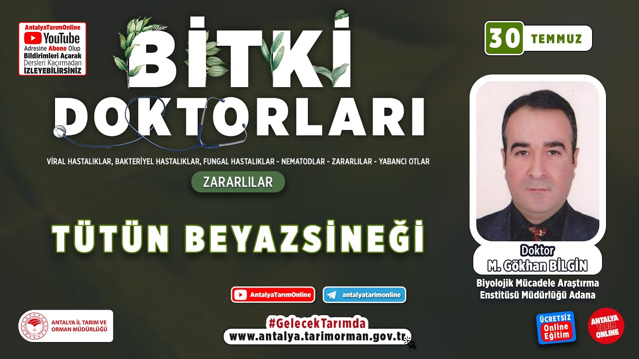 Bitki doktorları 24 - Tütün Beyaz Sineği ( Bemisia tabaci Gennadius ) ve Mücadelesi