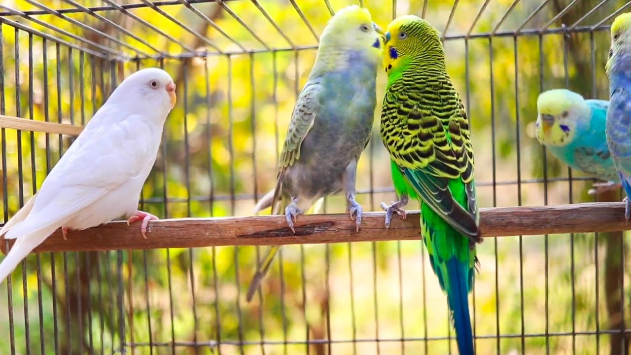 Beautiful Colorful Budgies | Pet Parakeets Singing & Chirping in Cage