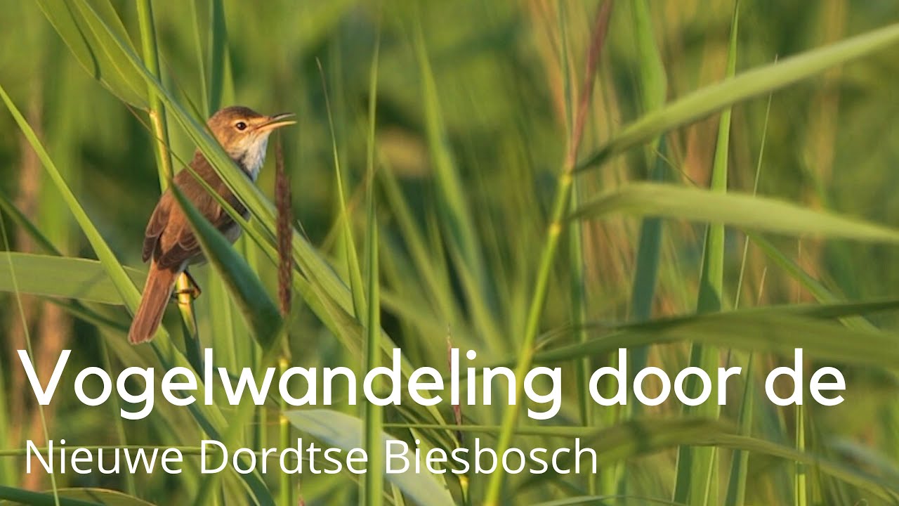 Vogelwandeling door de Nieuwe Dordtse Biesbosch met kemphaan en zomertaling #1570