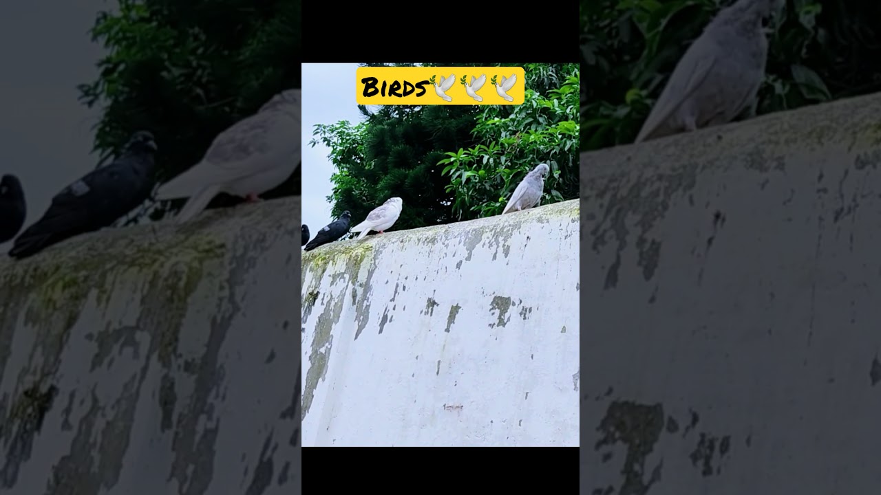🕊🕊 कबूतरों का झुंड 🕊🕊 #shorts #youtubeshort #shortfeed #cg #viral #trend #manekvlog
