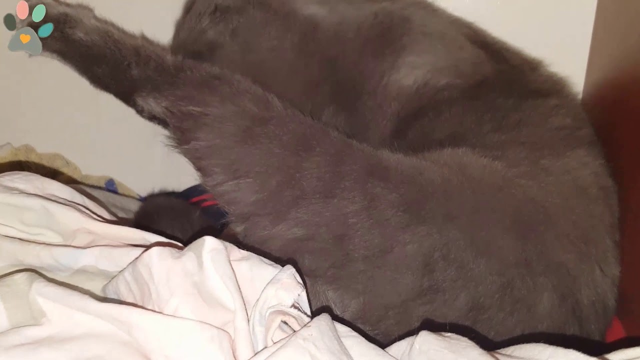 Evde Kedi Doğumu ve Sonrası Hakkında Bilgiler NE YAPILMALI, NE YAPILMAMALI