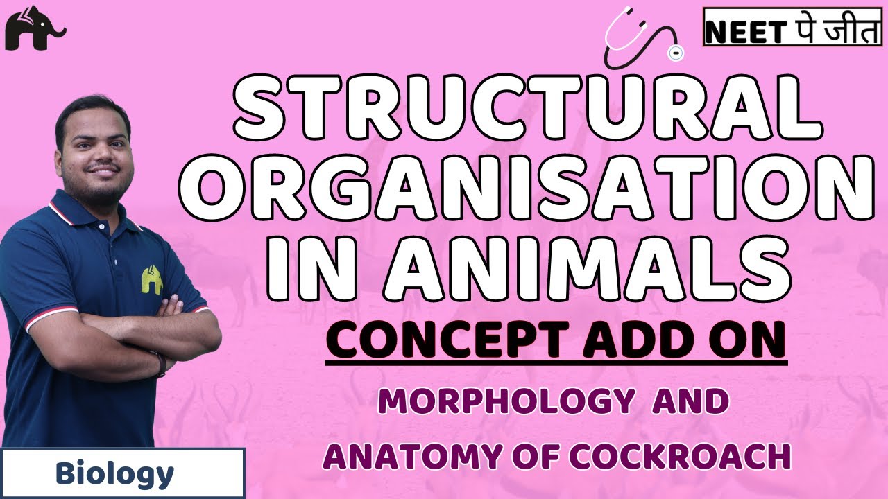 Structural Organisation in Animals Class 11 Biology NEET | Morphology Anatomy of Cockroach Questions
