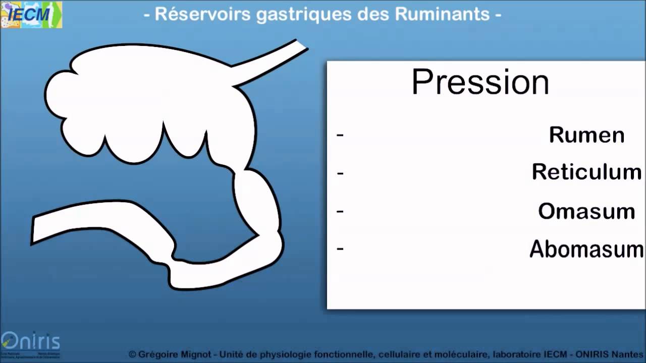 Reservoirs gastriques des ruminants
