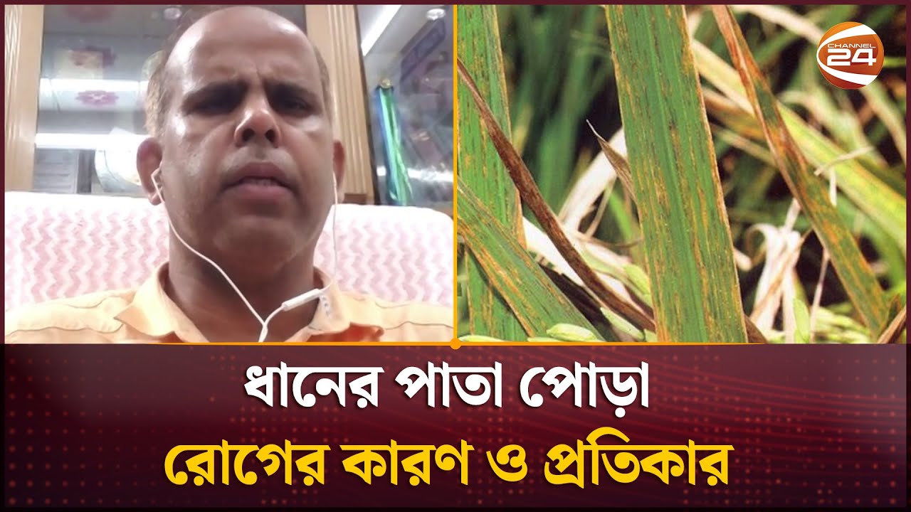 ধানের পাতা পোড়া রোগের কারণ ও প্রতিকার | Krishi news | Channel 24