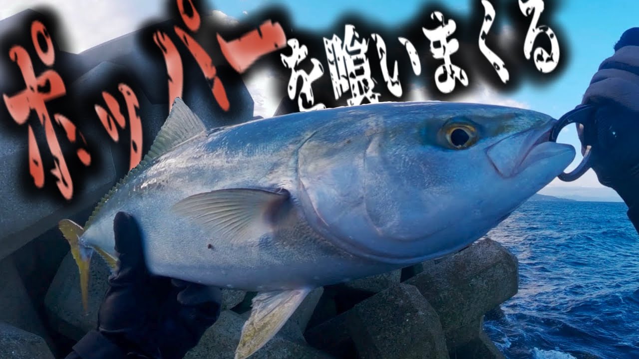 【無限バイト】次々とポッパーを喰ってくる青物