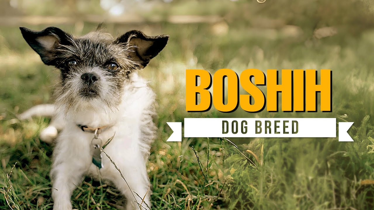 Boston Shih Tzu (BoShih) Dog Breed 101 - All You Need to Know (Boston Terrier and Shih Tzu mix)