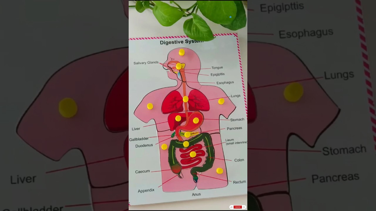 Interactive Ways to Teach Kids to Identify Body Parts and Objects