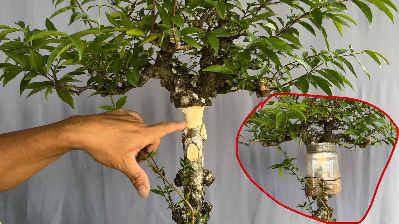 Chiết Ngọn Cây Mai Chiếu Thủy Chân Dài Làm Cây Bonsai Mini