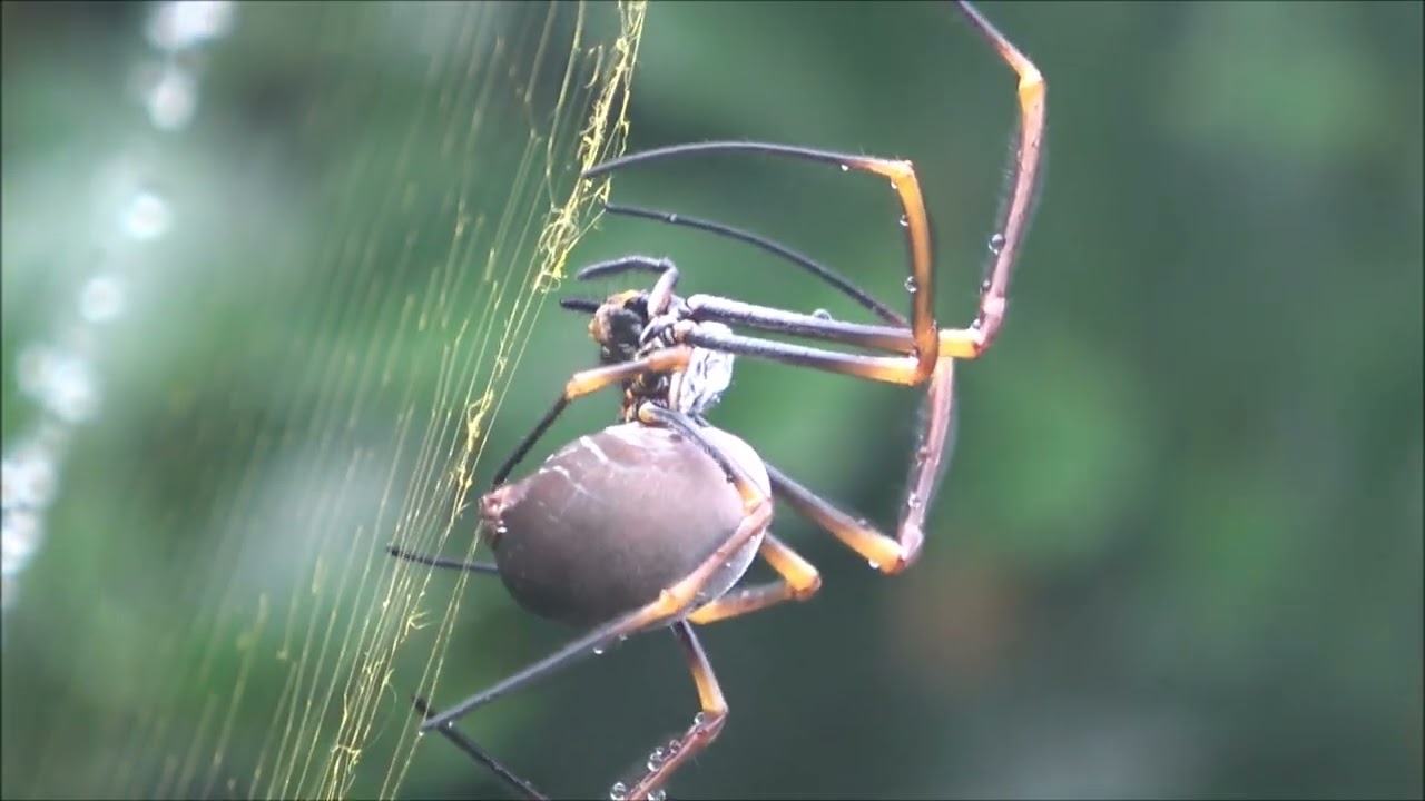 Spider at work.