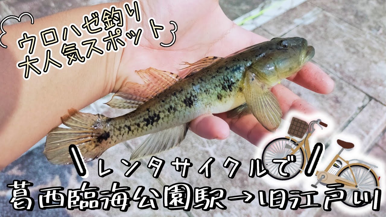 【旧江戸川】ウロハゼ釣り有名ポイント紹介