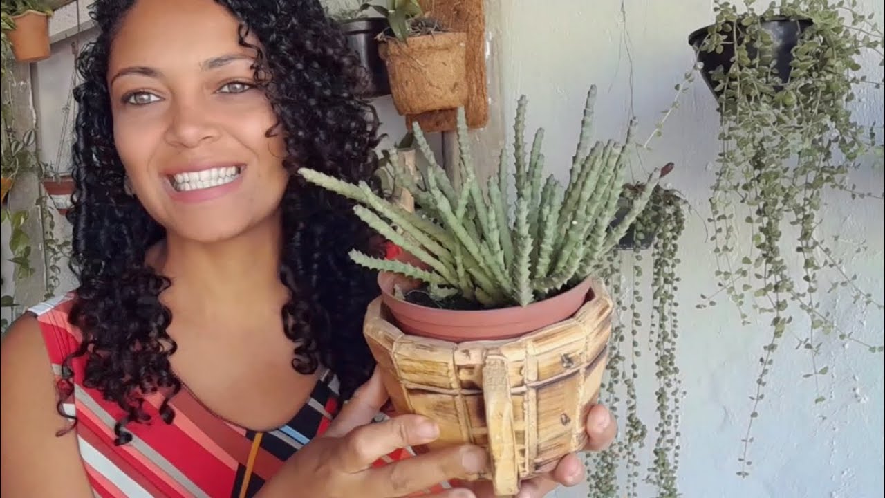 Como fazer mudinhas de cactos e Suculentas sem mistério / multiplique qualquer suculentas fácil