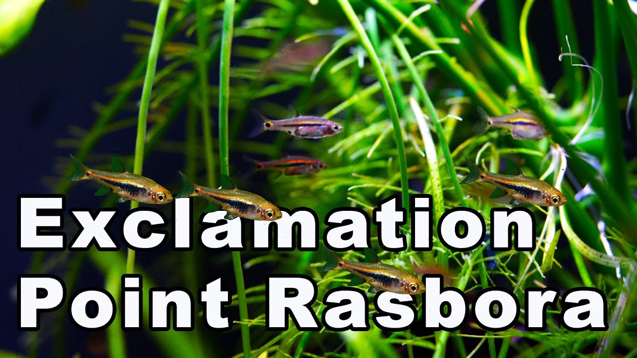 Want Small Fish? You Need the Exclamation Point Rasbora -  Care and Breeding!
