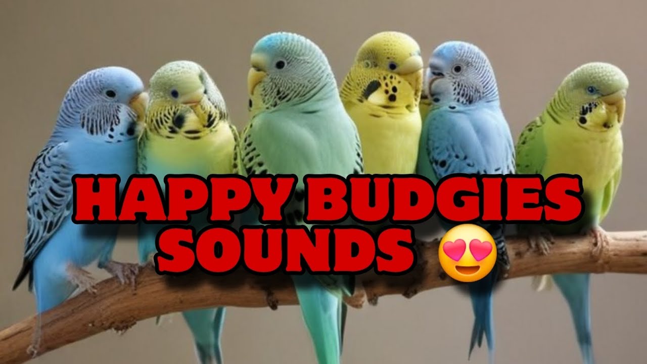 Happy budgie sounds at home colony 50 pairs😍🦜#budgies #parakeet #budgiesounds #birdlife #birdcolony 