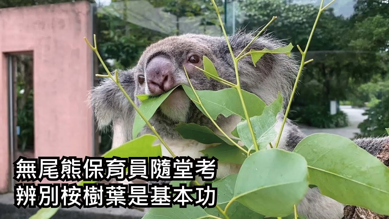 無尾熊保育員隨堂考 辨別桉樹葉是基本功