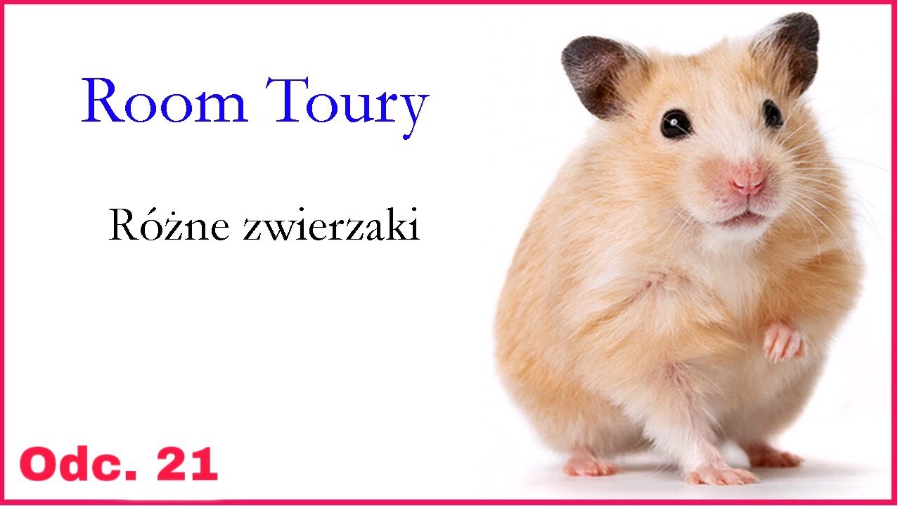 Zobacz jak żyją zwierzaki moich widzów - Room Tour’y odc. 21 | Uszatkowe Rady