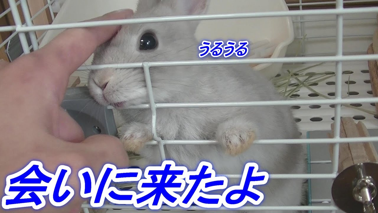 僕と子ウサギの密会動画