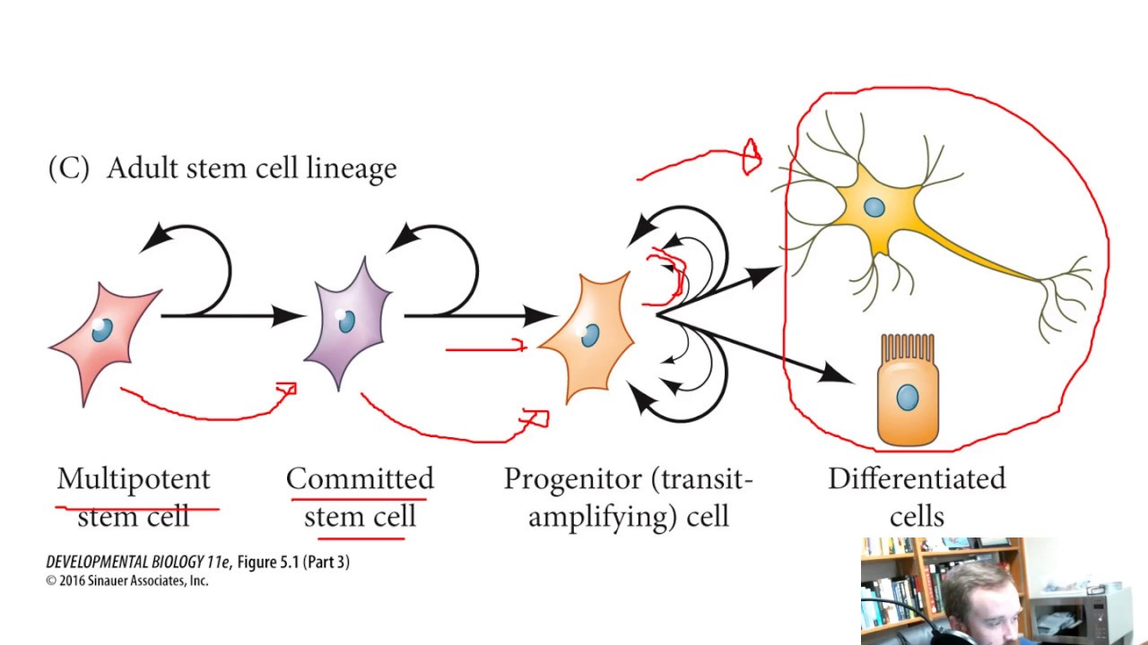 Stem Cells (Chapter 5)