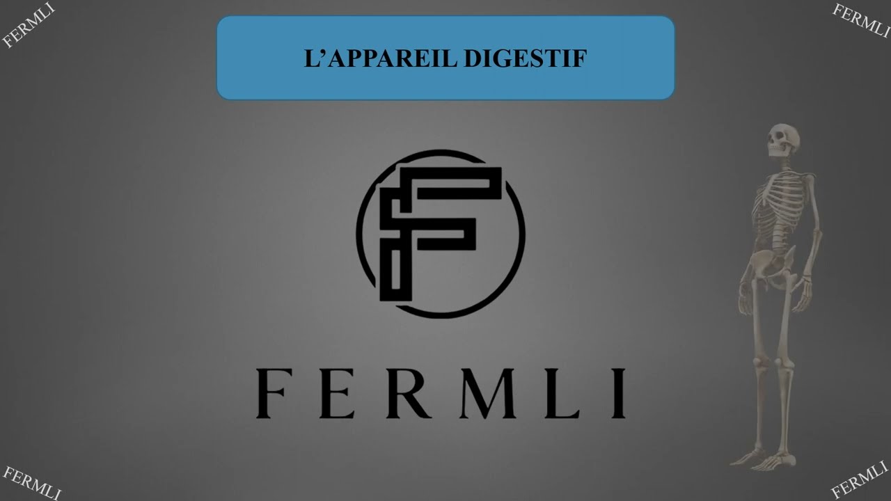 L&rsquo;APPAREIL DIGESTIF : Anatomie, Organes Annexes et Processus de Digestion (Cours Complet)