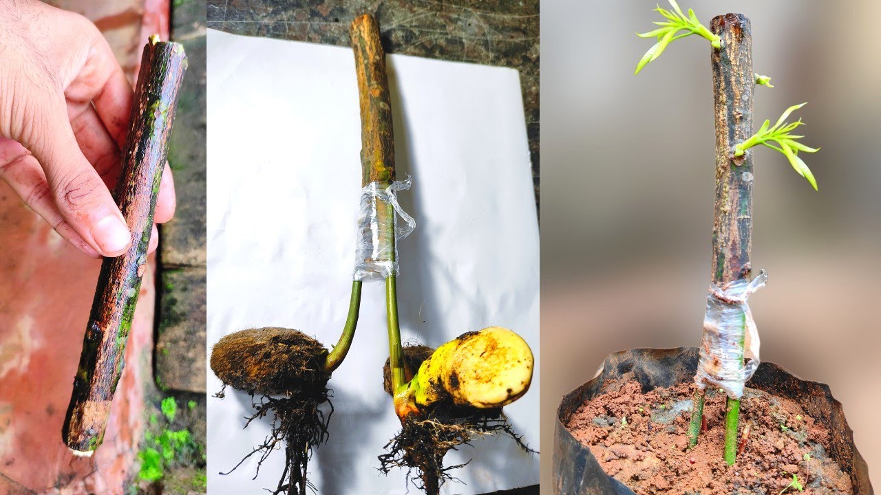 Stone grafting in mango tree | Double grafting | big scion with three rootstock !!
