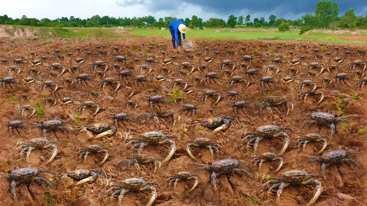 Unique! Today farmer prepare land for farming a fisherman searching catch a lot