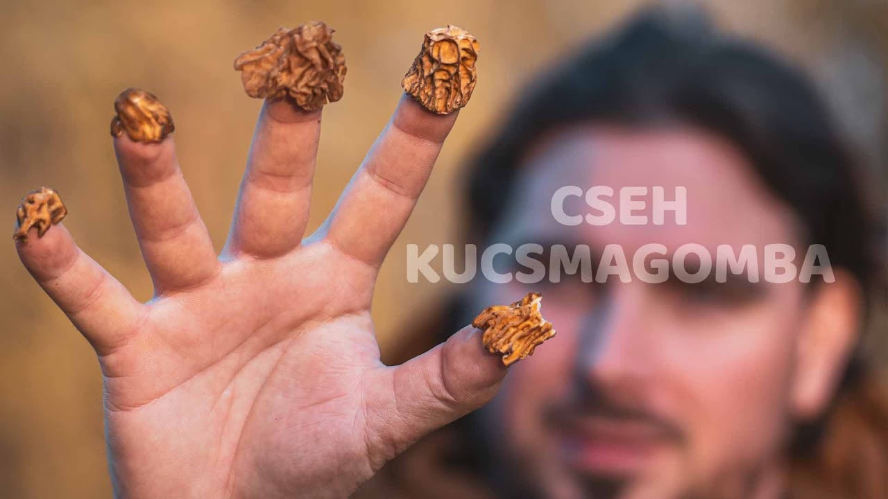 🍄 Cseh kucsmagomba – A tavasz első gombája! 🌿