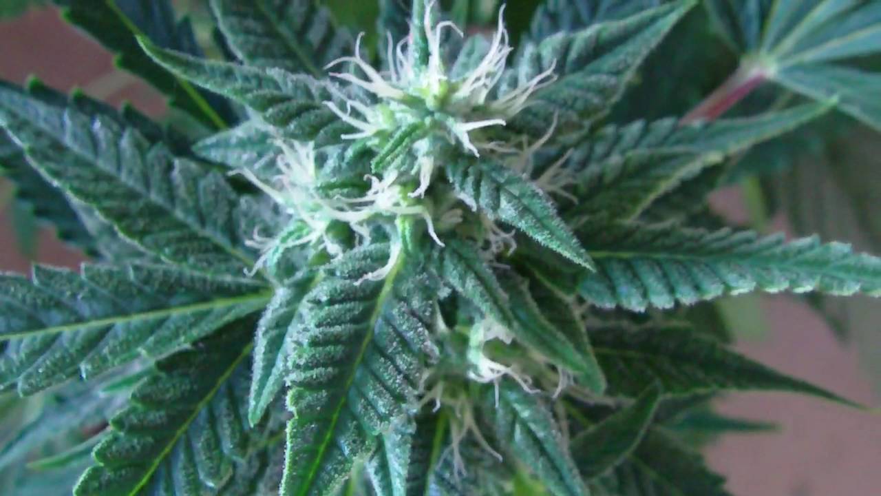 CandyKush AutoFlower (Indoor BioBizz Organic Grow)  Day 55