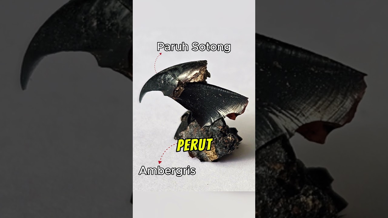 Nelayan Jumpa Harta Karun RM7 JUTA di Laut!
