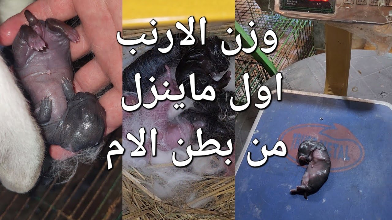 وزن الارنب اول ماينزل من بطن امه وافضل ميزان لمعدل التحويل والنمو السريع وقوة الخلفة