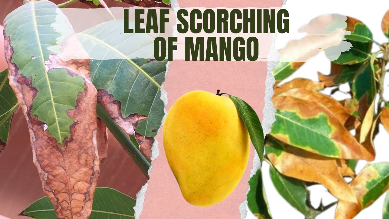 LEAF SCORCHING OF MANGO | आम के पत्तों का झुलसना | Cause Symptom Cure | Potassium Potash deficiency