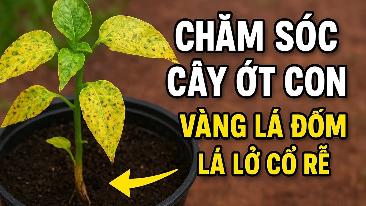 Cách Cứu Cây Ớt Con Bị Vàng Lá – Đốm Lá – Lở Cổ Rễ Đơn Giản Nhất | Nông Dân Chia Sẻ