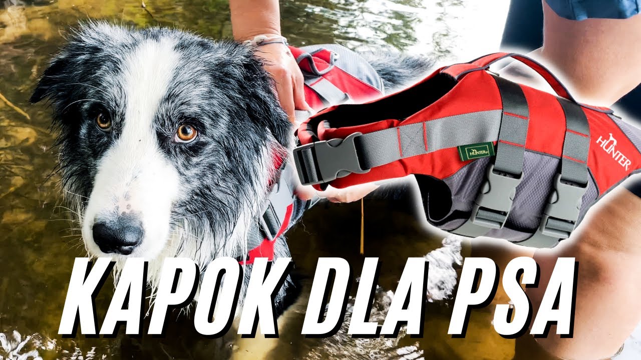 Kapok dla psa - Hunter Moss na Border Collie