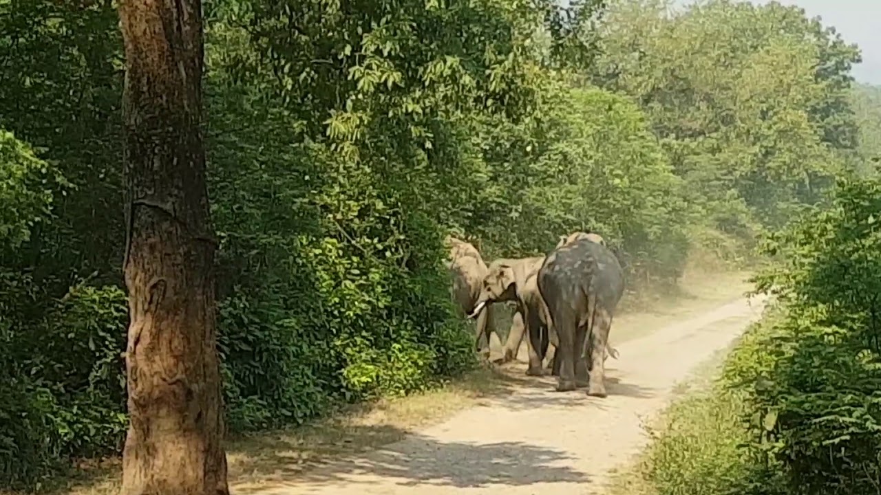 Tiger Vs Elephant @ Jim Corbett, May 2019