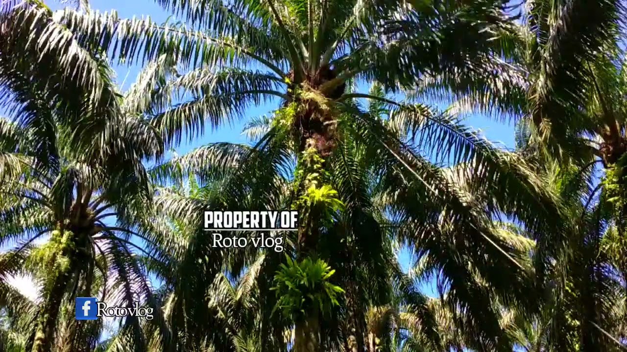 Pokok Subur Buah (?)
